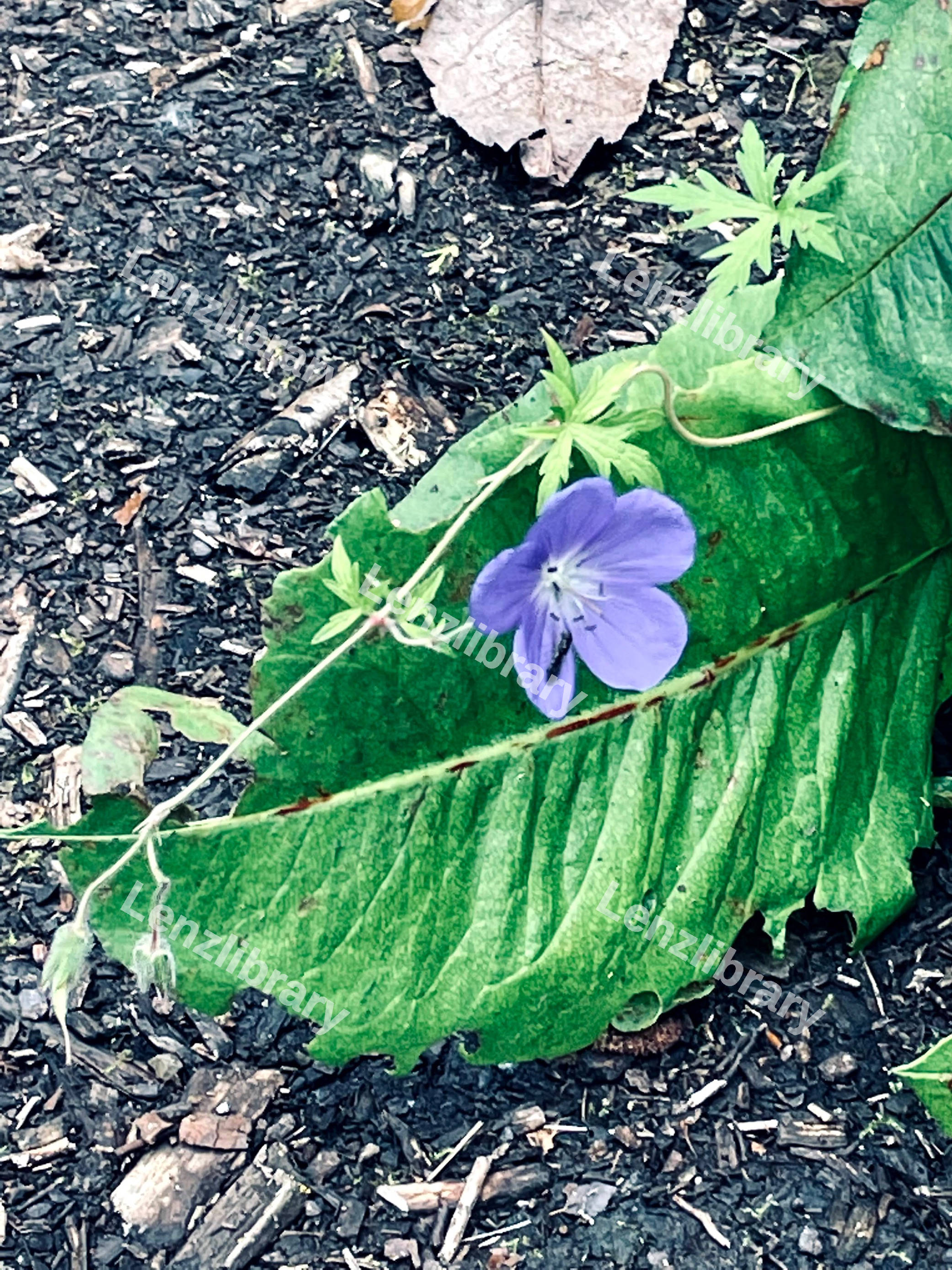 Meadow Cranes Bill Plant